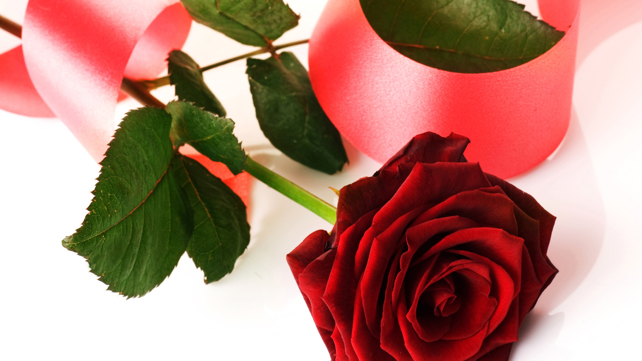 Красная роза с розовой лентой на белом фоне