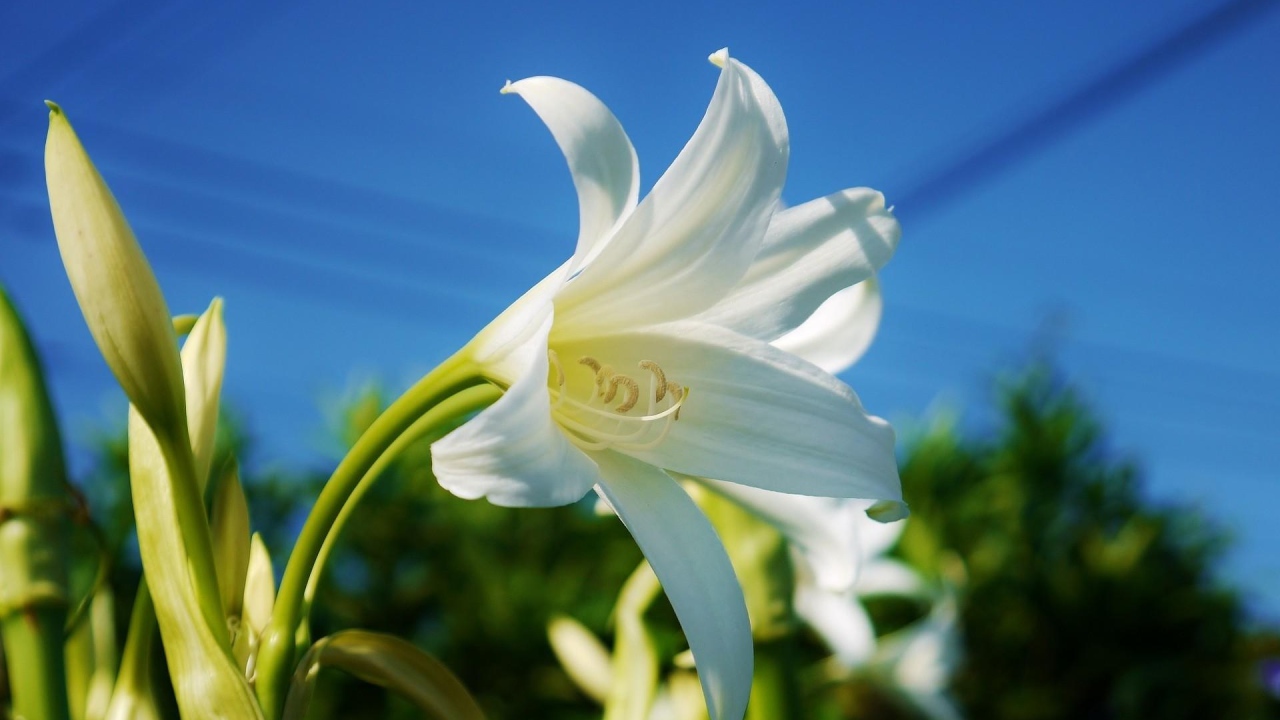 Белоснежная лилия под красивым голубым небом крупным планом