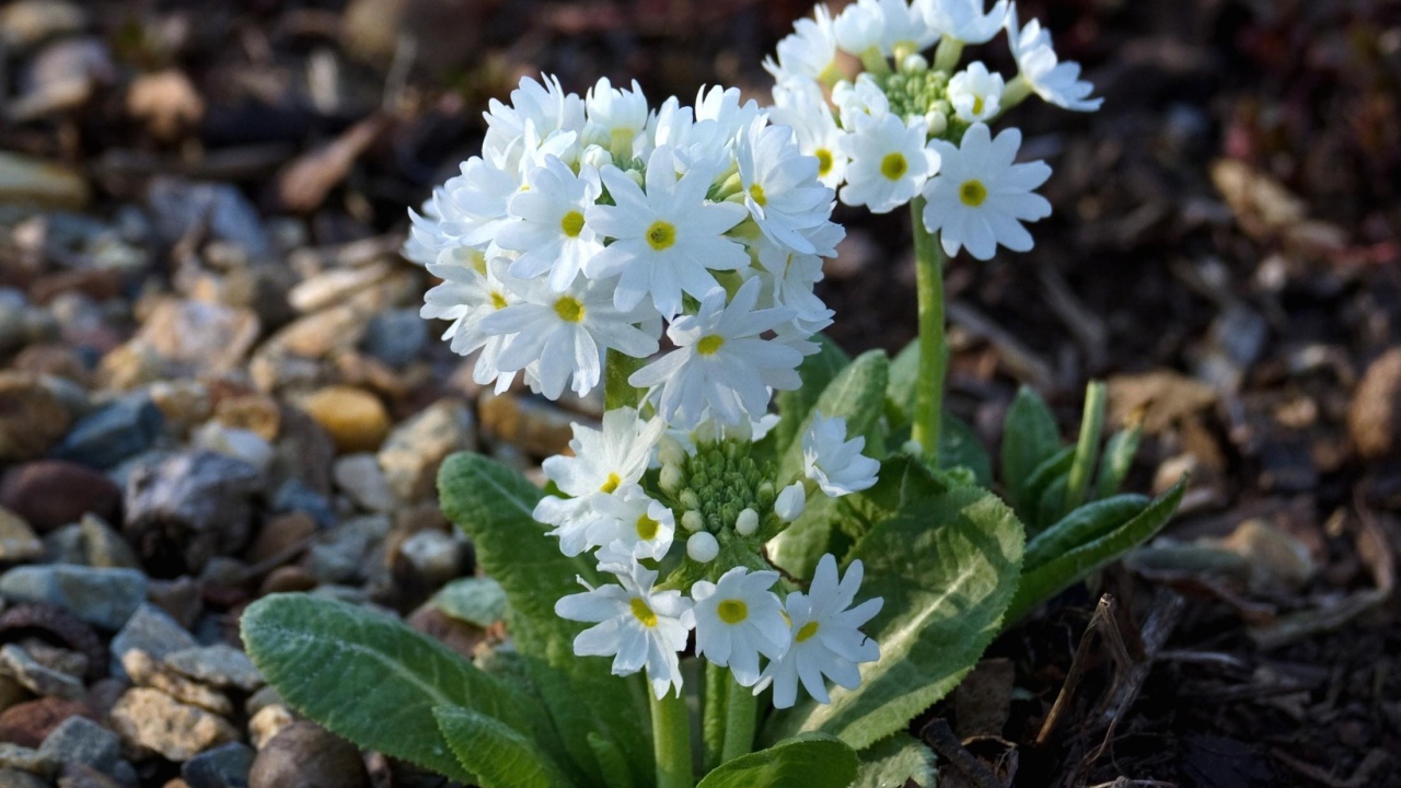 Белоснежная примула в грунте на клумбе