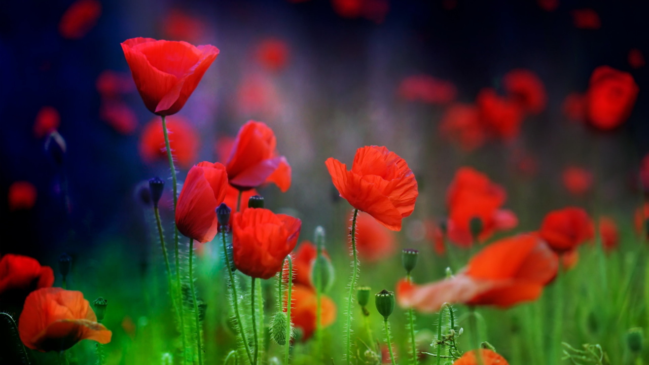 Летние красные цветы маки в поле