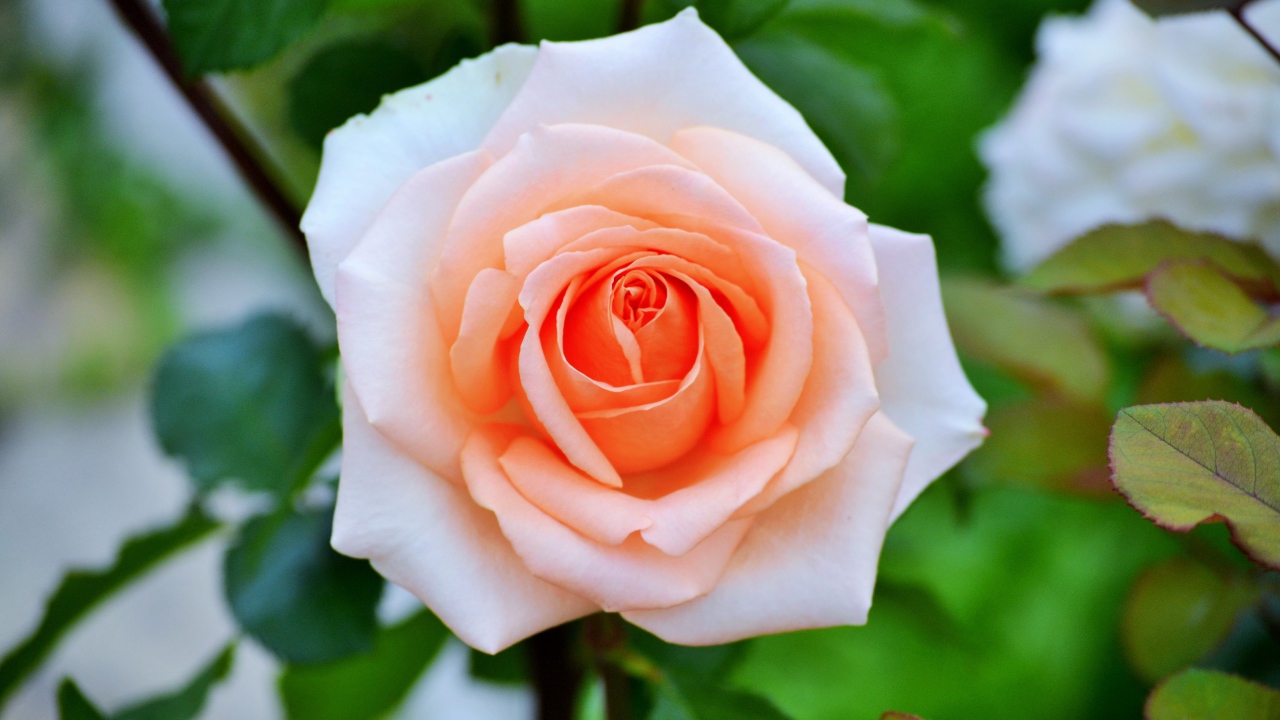 Нежная садовая роза кремового цвета 