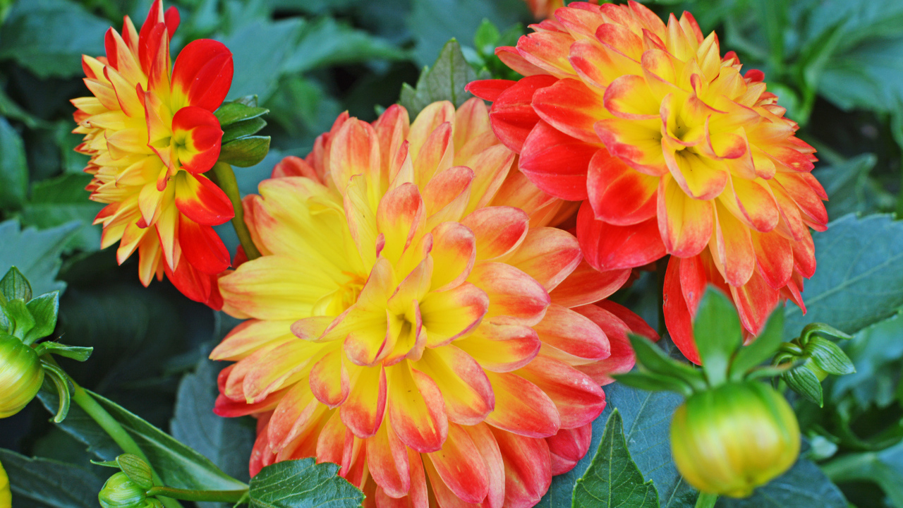 Три красивых оранжевых георгины 