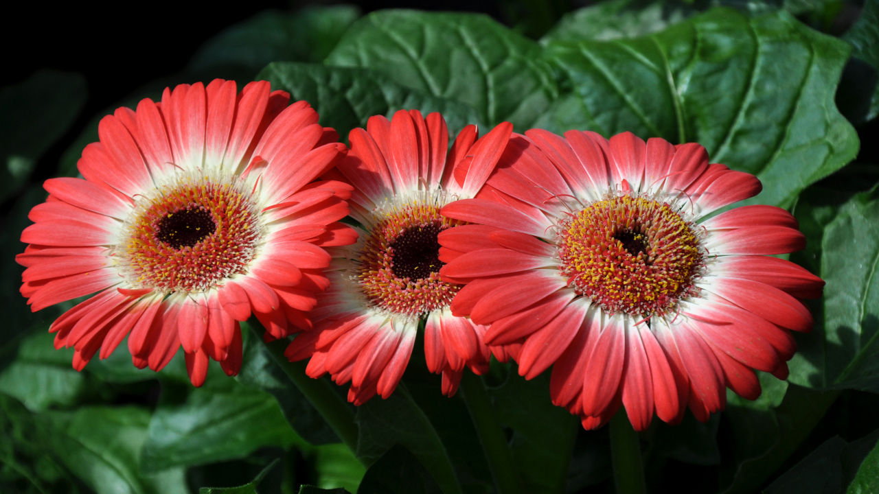 Три красивые красные герберы крупным планом