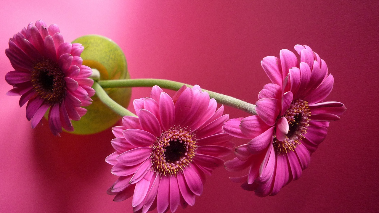 Три розовых герберы в вазе на розовом фоне