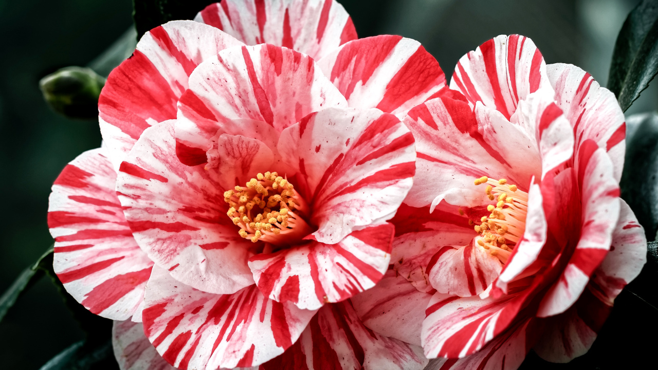 Два красивых необычных цветка камелии