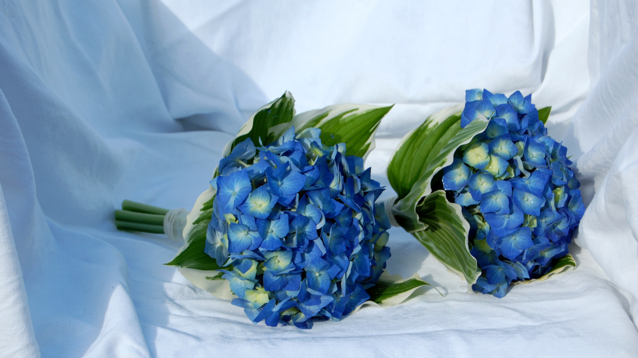 Два букета цветов гортензии