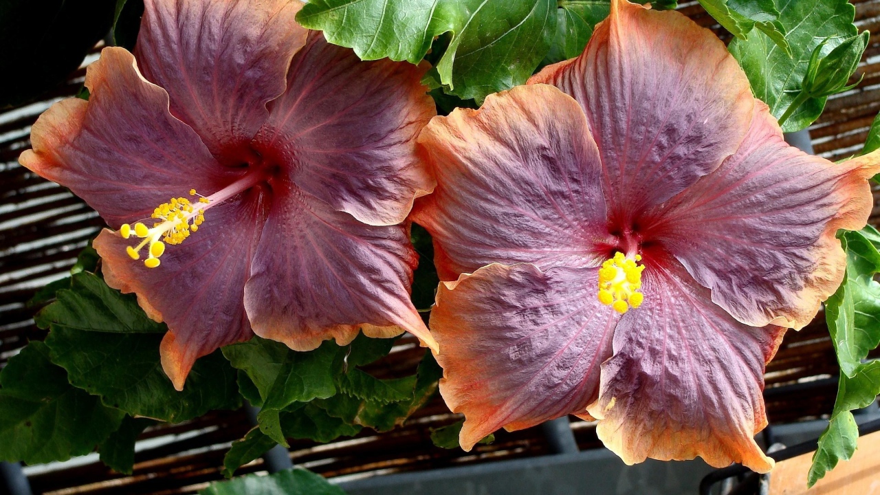 Два больших розовых цветка гибискуса