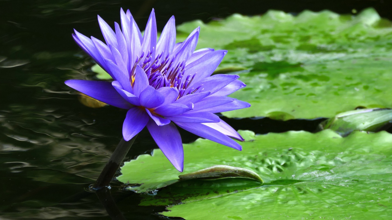 Фиолетовый красивый цветок водяная лилия 