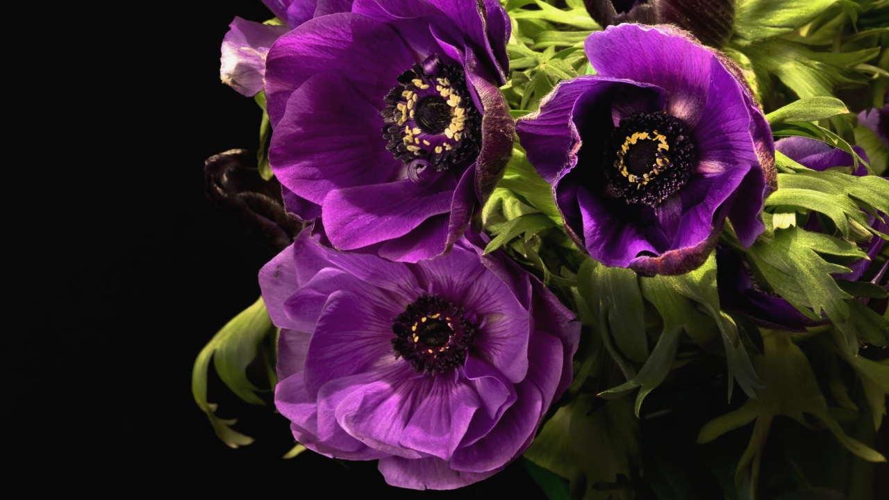 Фиолетовые цветы анемоны крупным планом