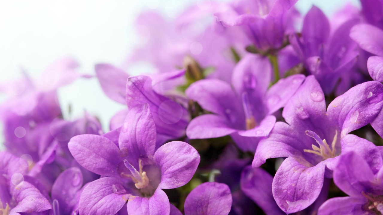 Фиолетовые цветы колокольчики крупным планом