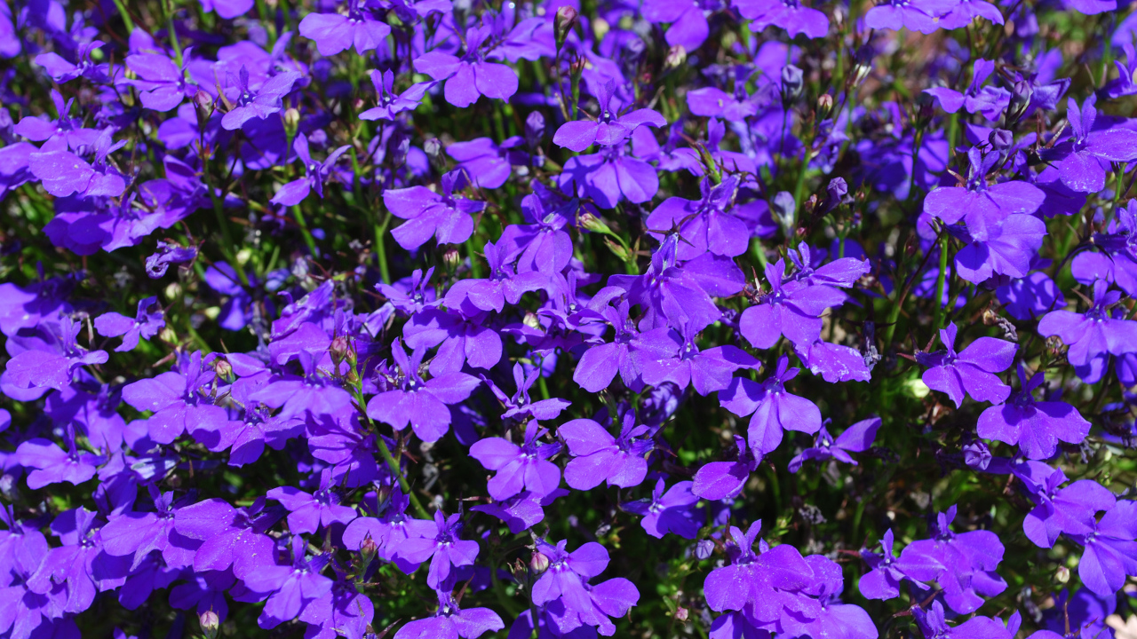 Фиолетовые цветы лобелия крупным планом