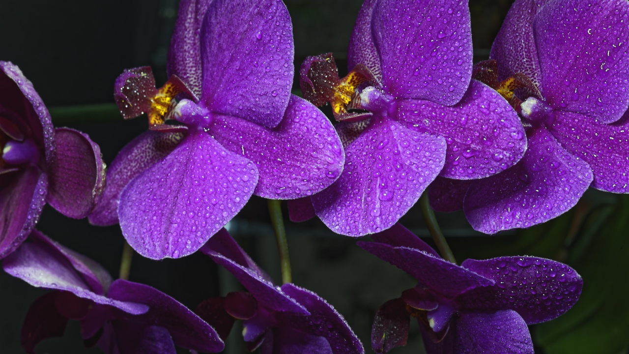 Фиолетовые цветы нежной орхидеи в каплях воды 