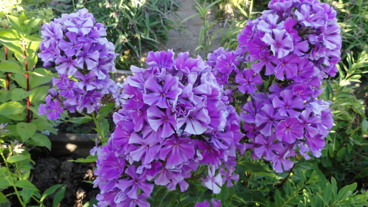 Фиолетовые цветы флоксы на клумбе крупным планом