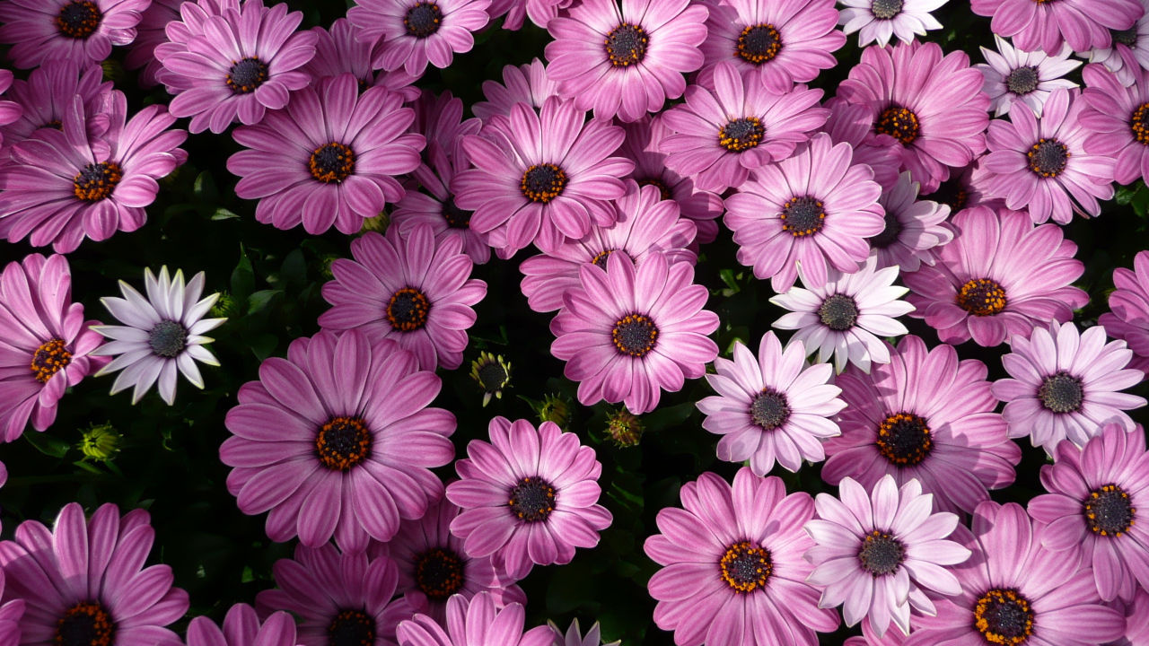 Фиолетовые комнатные цветы цинерария 