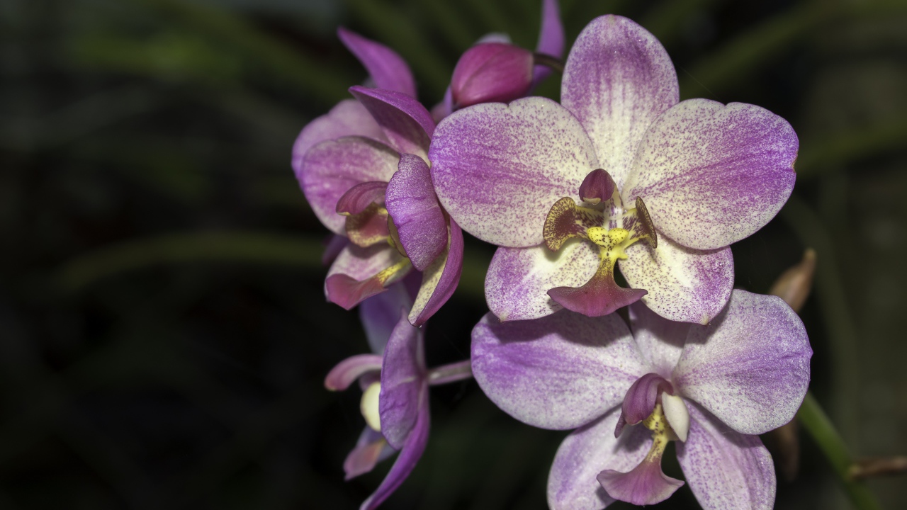 Фиолетовые цветы орхидеи крупным планом 