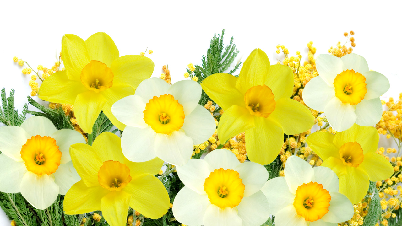 Белые и желтые нарциссы с мимозой на белом фоне