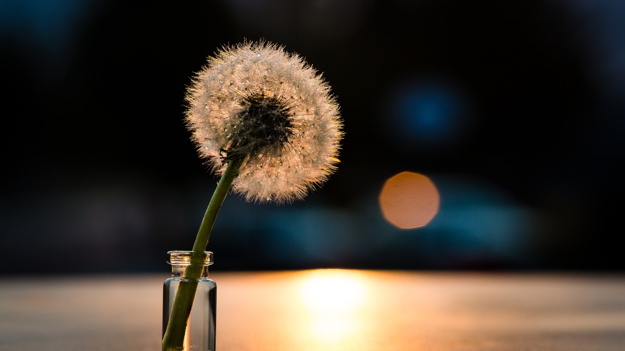 Белый одуванчик в свете солнца на столе