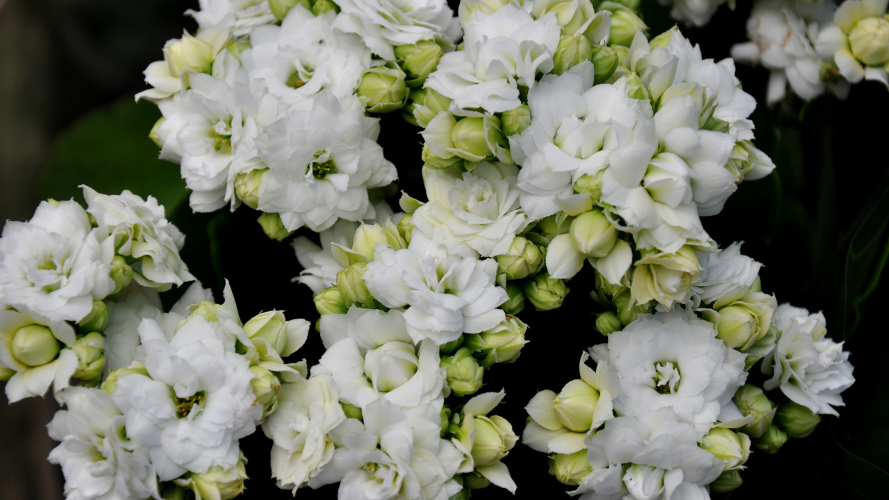 Белые нежные цветы каланхоэ с бутонами крупным планом