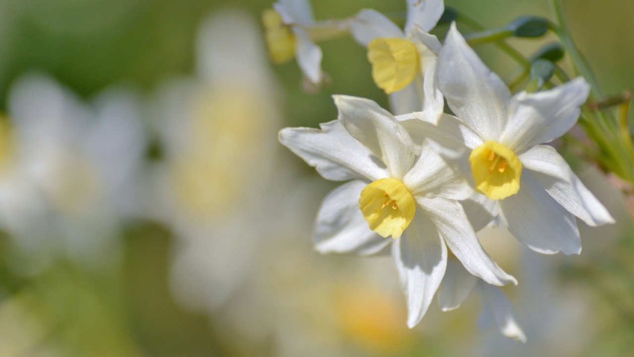 Белые нежные цветы нарциссы крупным планом