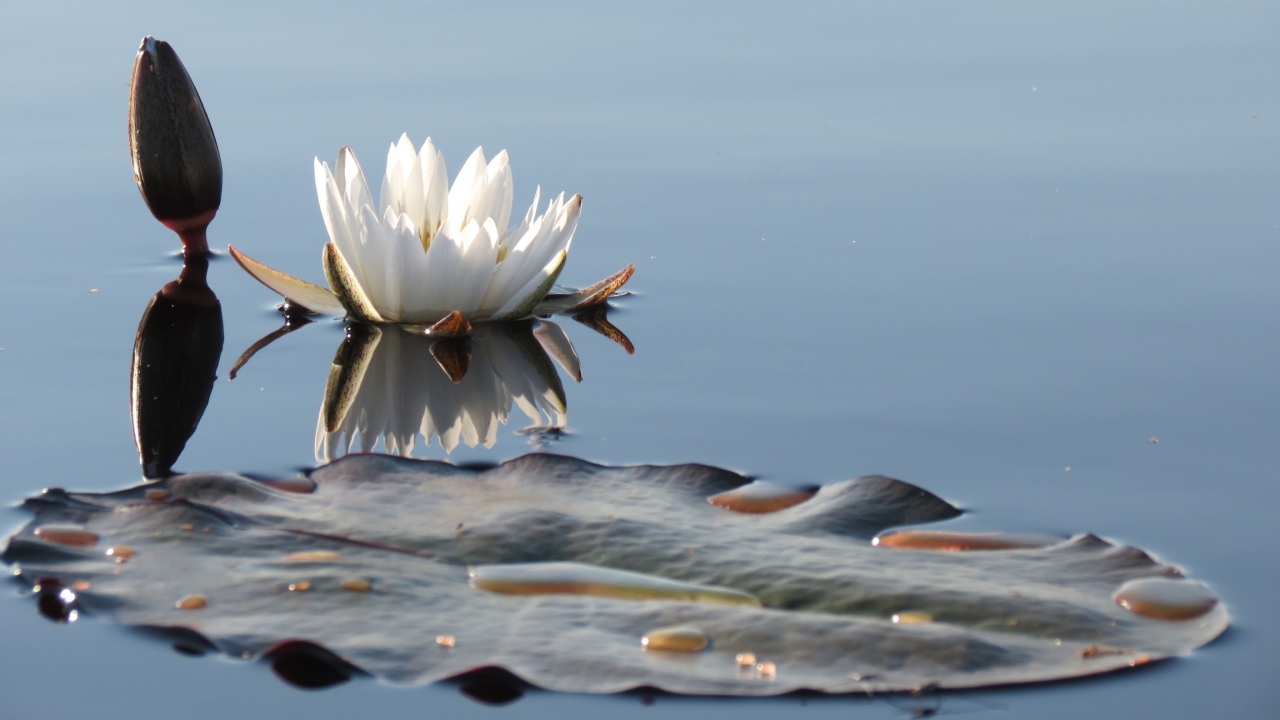 Белый нежный цветок лотоса в водоеме 