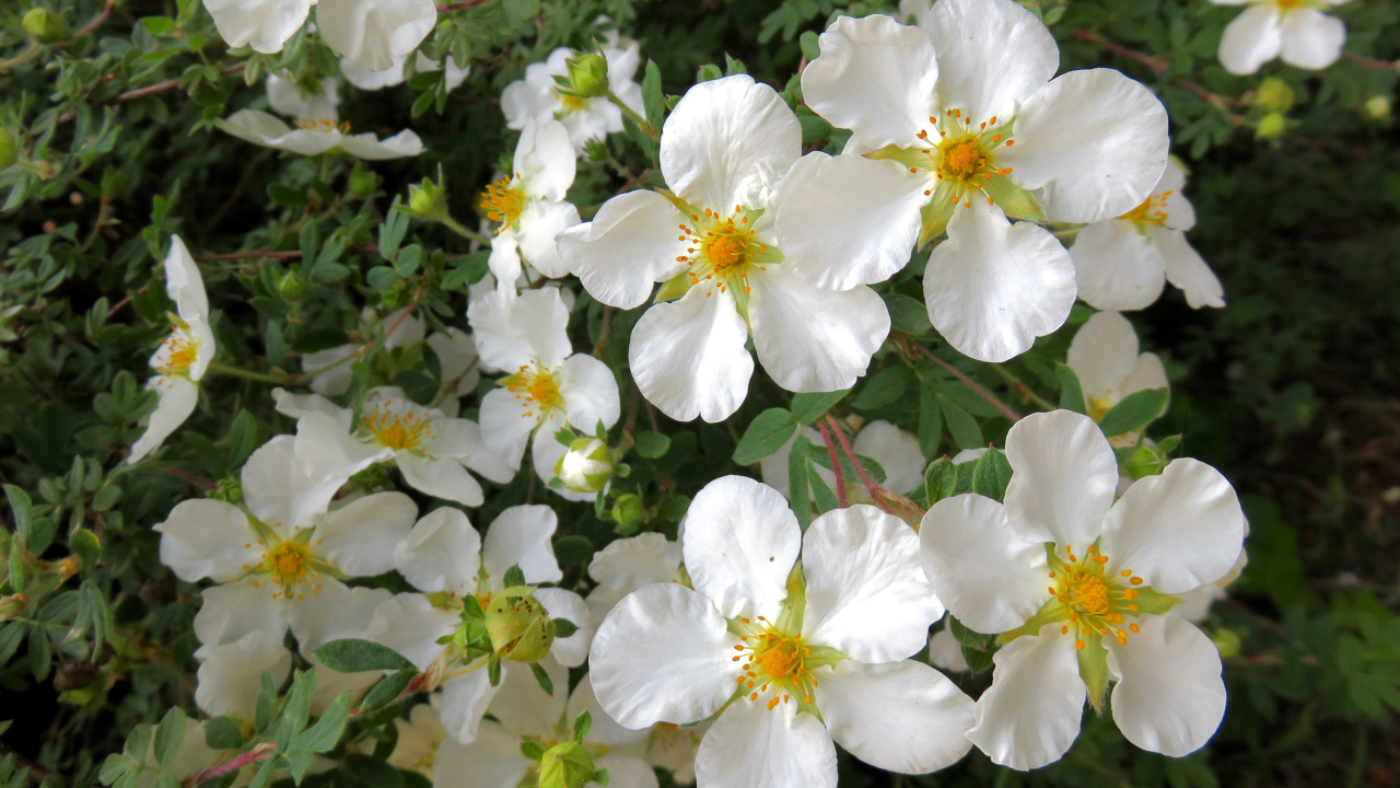 Белые цветы на ветке дерева крупным планом