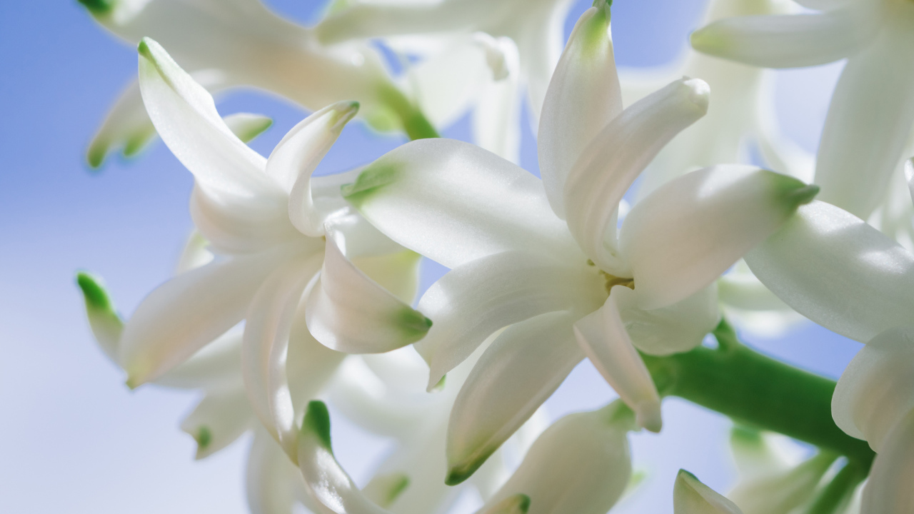 Белые цветы гиацинта крупным планом 