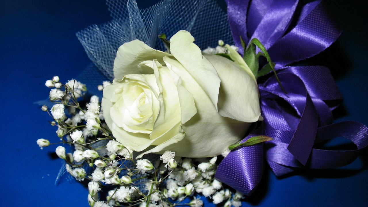 Белая роза с гипсофилой перевязаны фиолетовой лентой