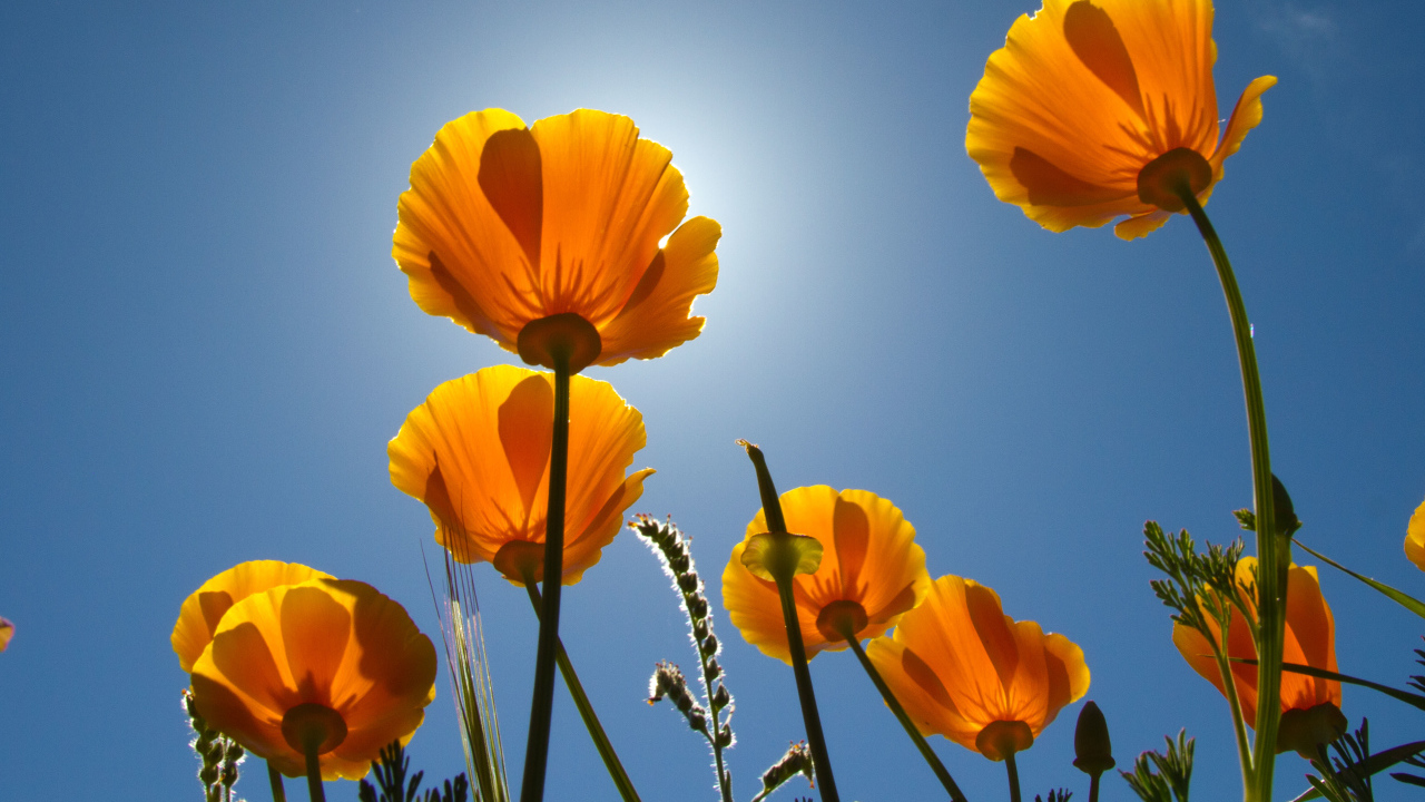 Желтые красивые цветы Эшшольция на фоне голубого неба 