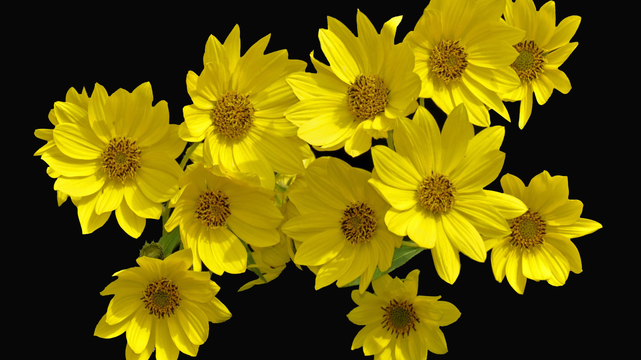 Желтые цветы Гелиопсис на черном фоне
