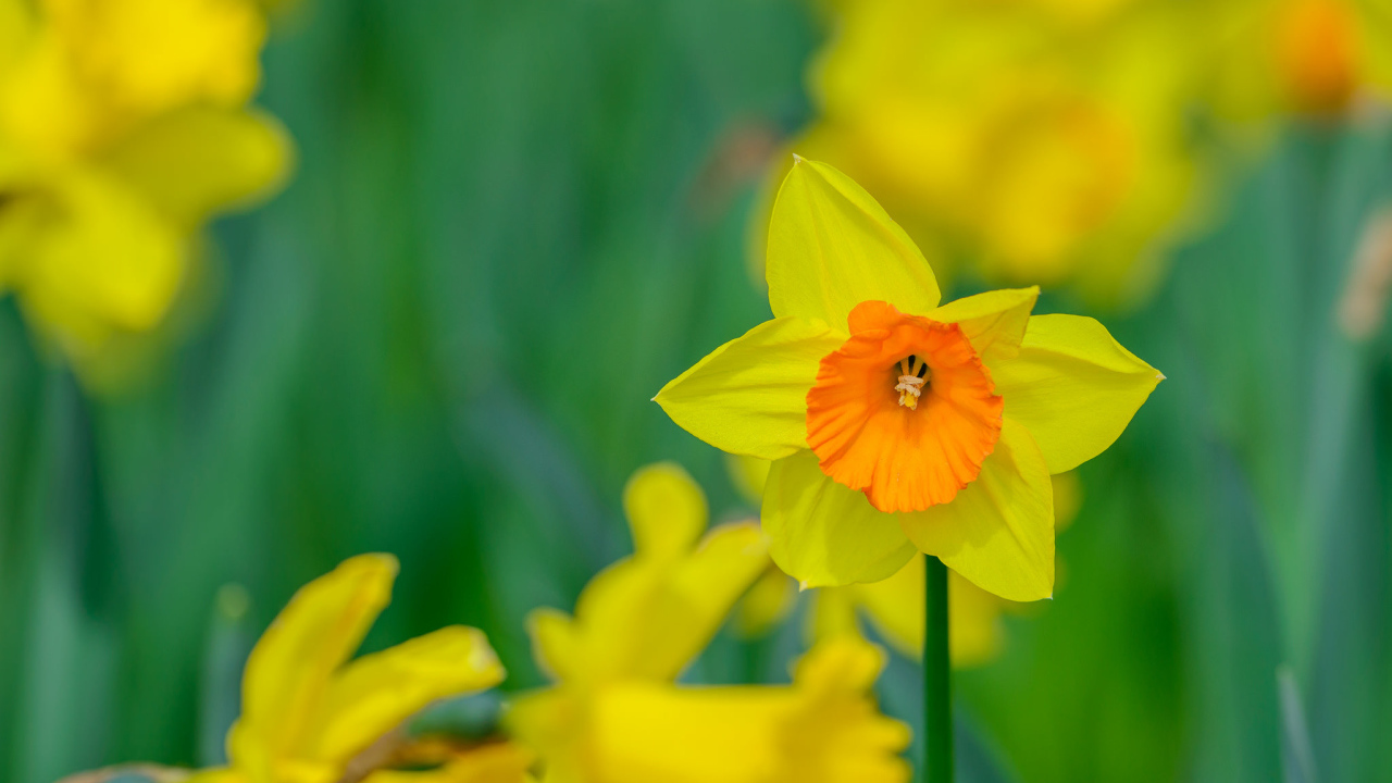 Желтый садовый цветок нарцисс крупным планом