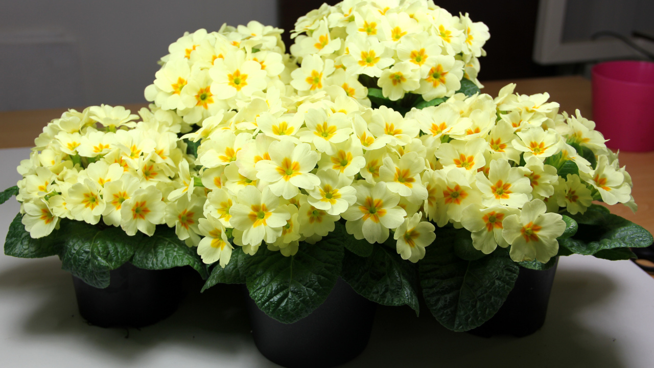 Желтые комнатные цветы примула в горшочках