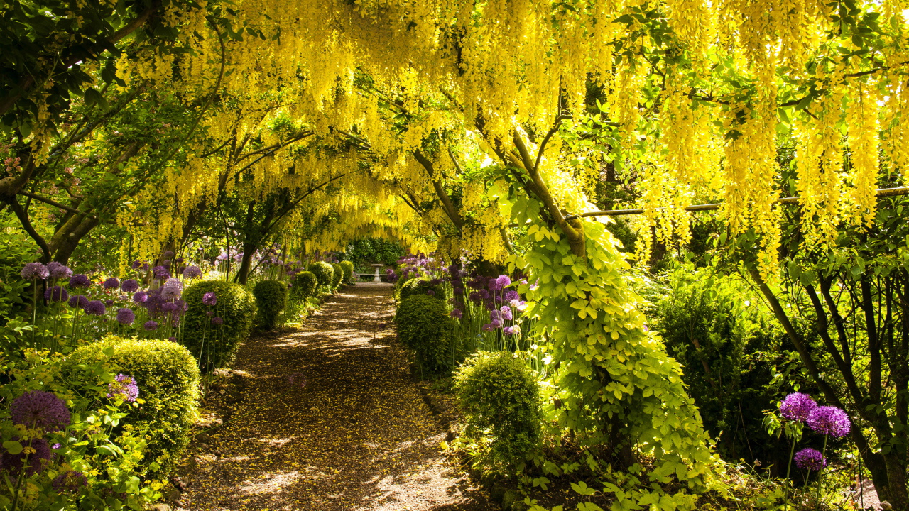 Желтые цветы глициния над тропинкой в парке 