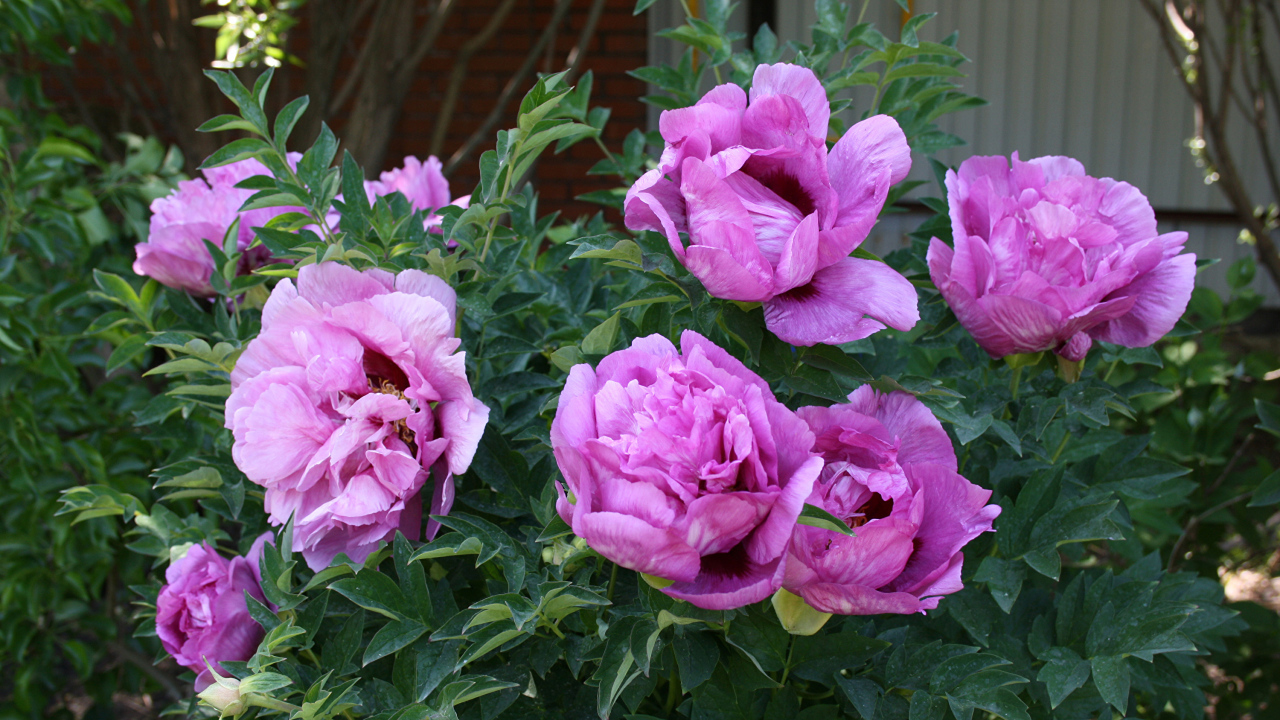 Красивые розовые садовые пионы 