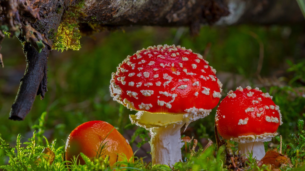 Яркие красные грибы мухоморы под корягой в лесу