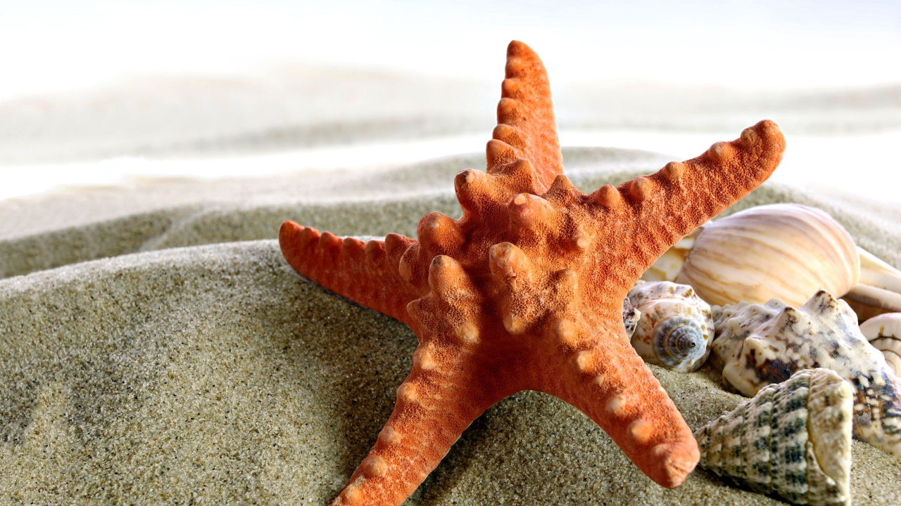 Морская звезда и ракушки на песке крупным планом