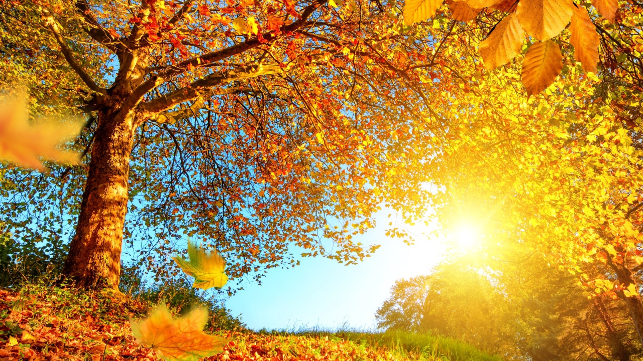 Яркое солнце пробивается сквозь желтые листья деревьев осенью