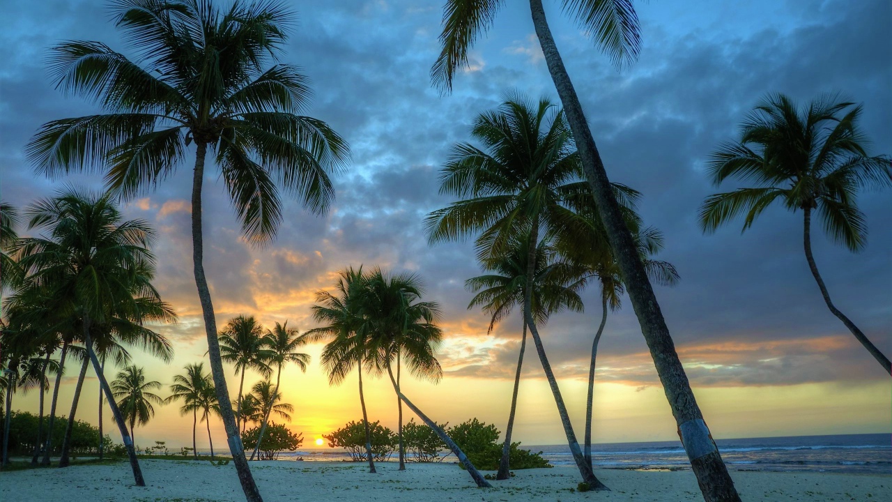 Пальмы на белом песке на закате солнца у океана