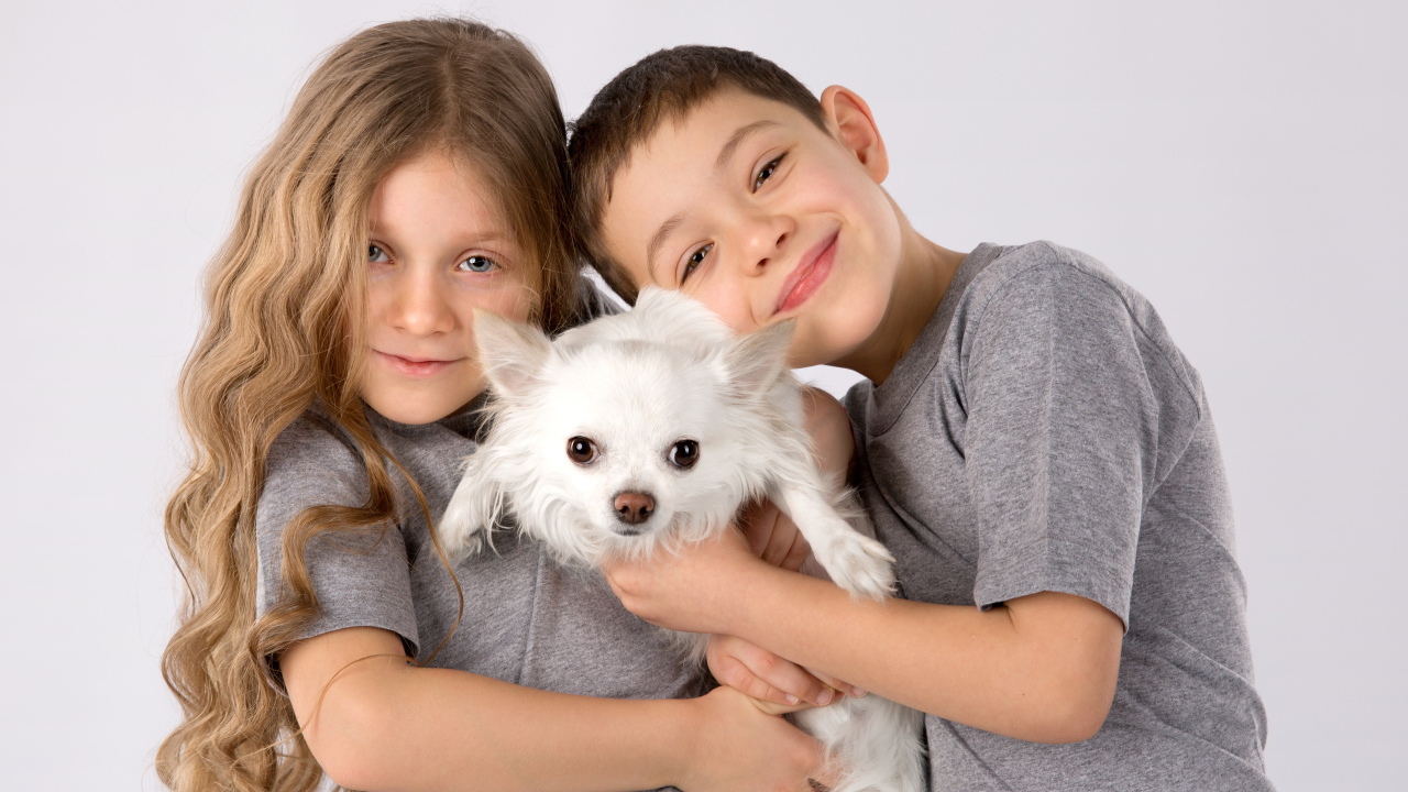 Мальчик и девочка держат в руках белого чихуахуа
