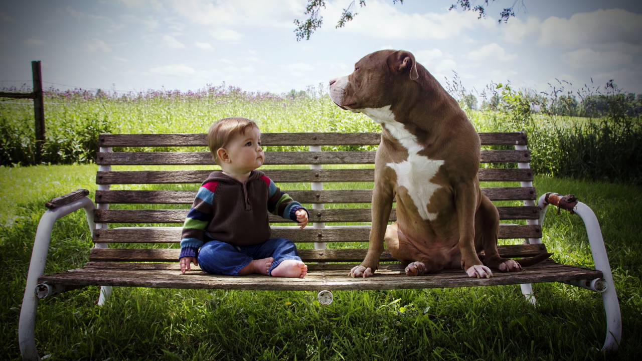 Маленький мальчик сидит с большой собакой на скамейке