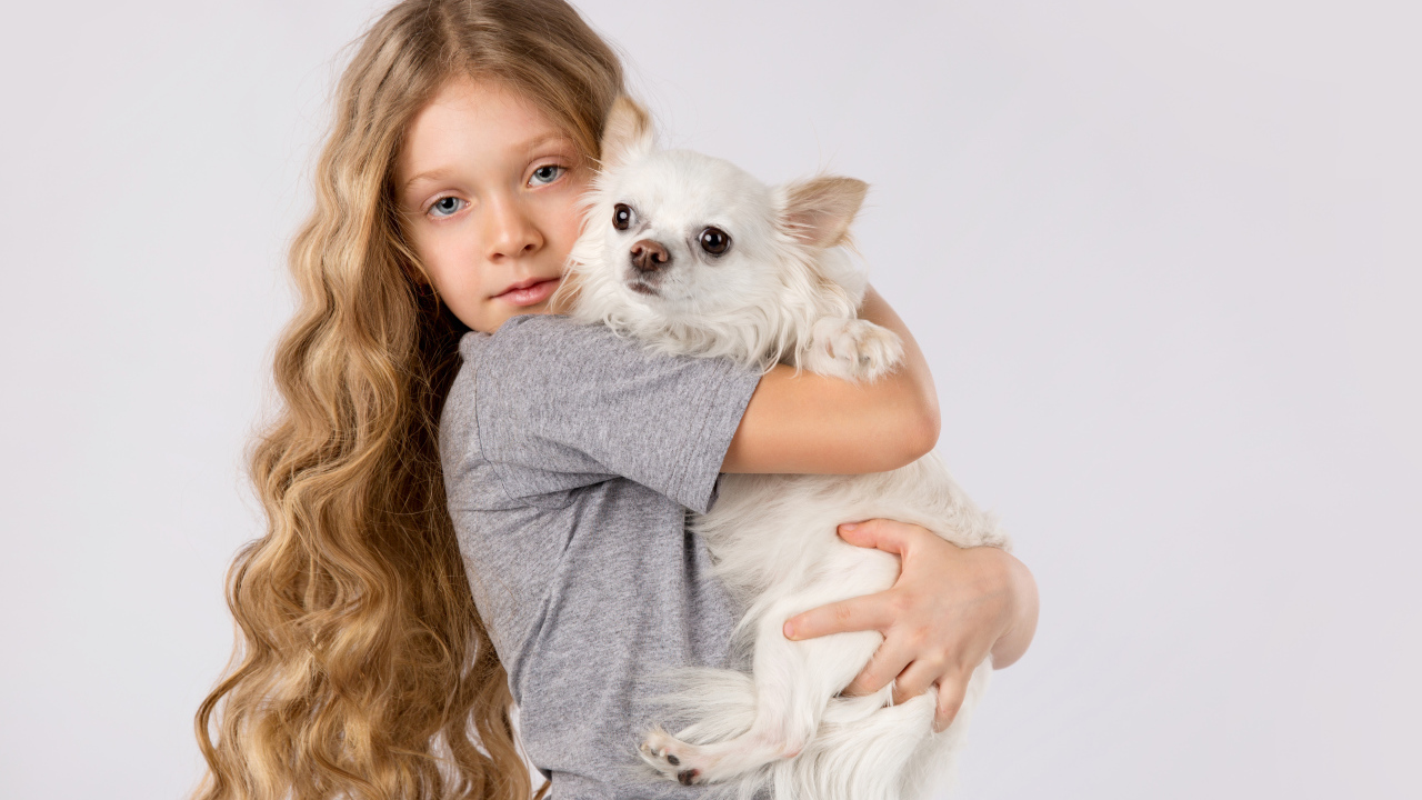 Голубоглазая девочка с белым чихуахуа в руках