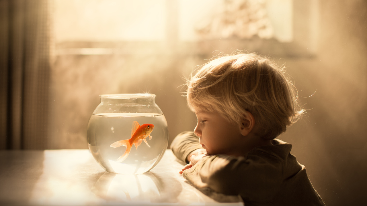 Маленький мальчик смотрит на аквариум с золотой рыбкой
