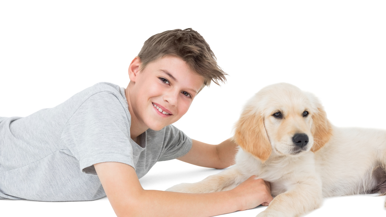 Маленький мальчик с щенком ретривера на белом фоне