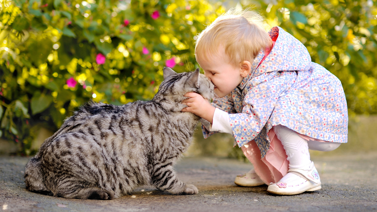 Маленькая девочка целует серого кота