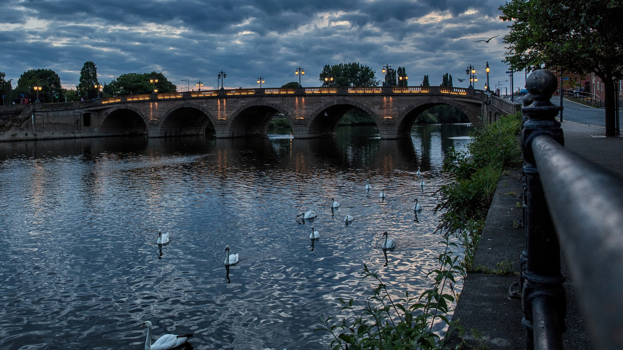 Белые лебеди плавают в реке у вечернего моста, Англия