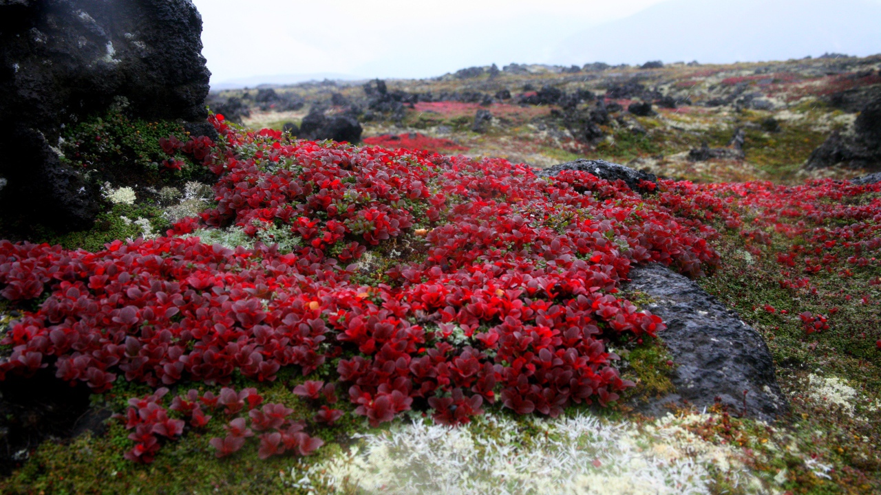 Красочная природа Камчатки,  Россия 