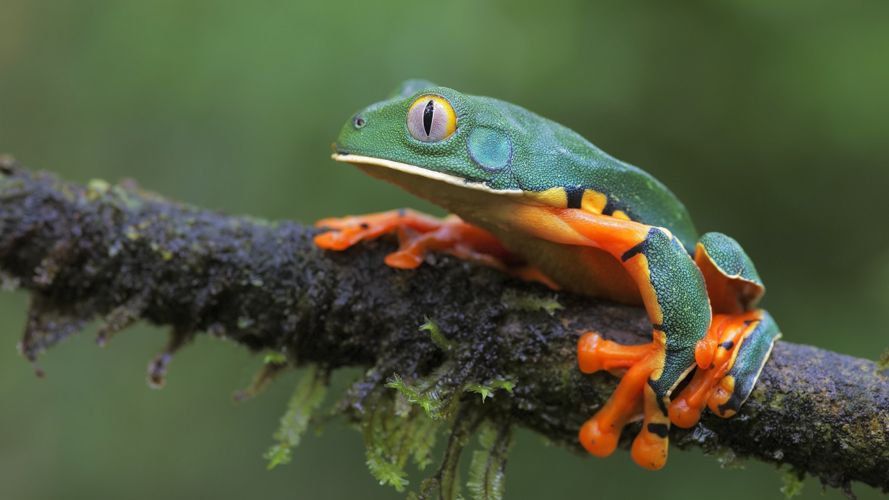 A frog is sitting on a wet branch