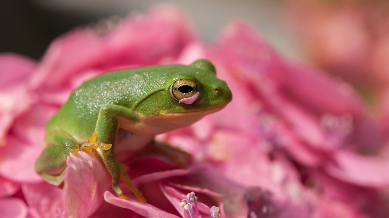 Зеленая лягушка сидит на розовом цветке