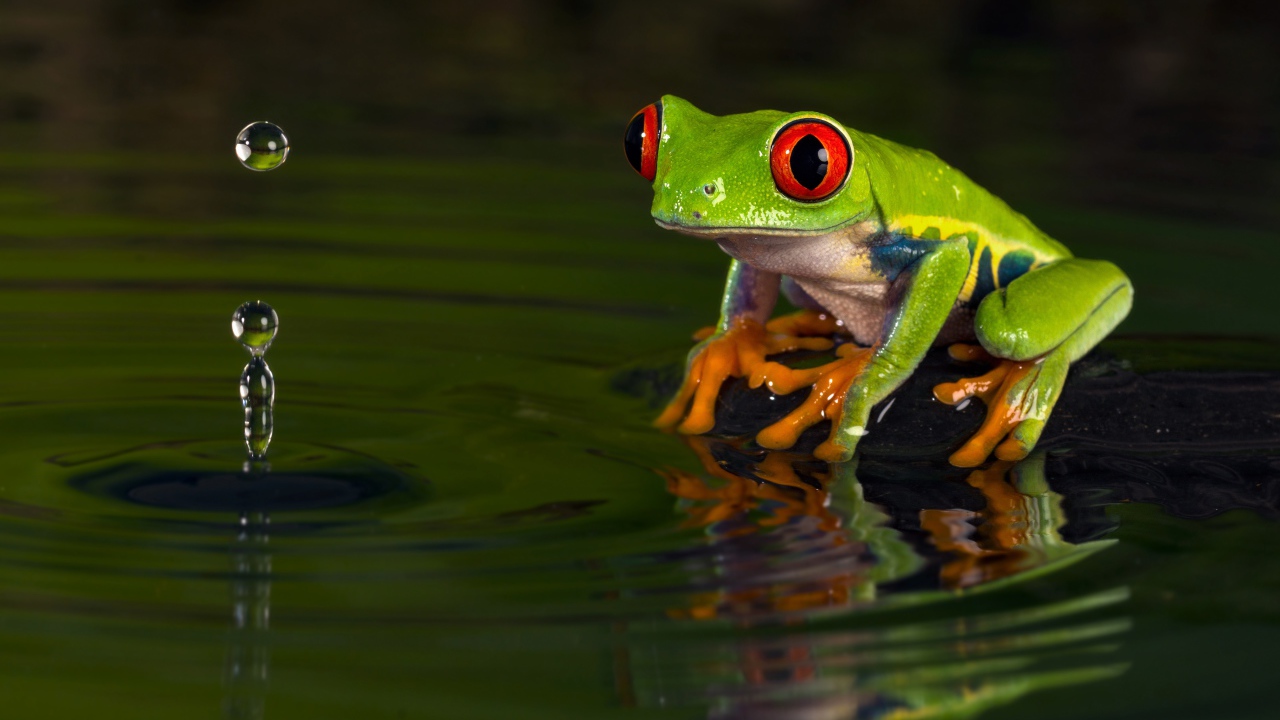 Зеленая лягушка смотрит на каплю в воде