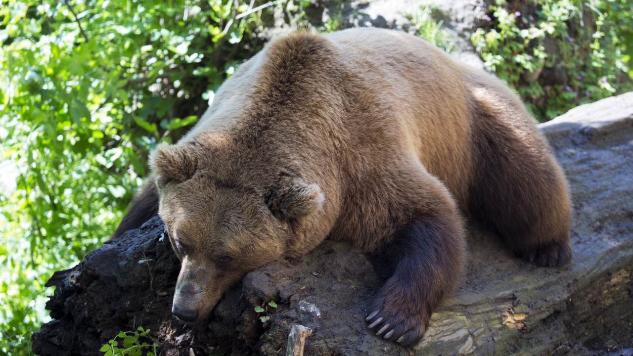 Большой бурый медведь лежит на сухом дереве