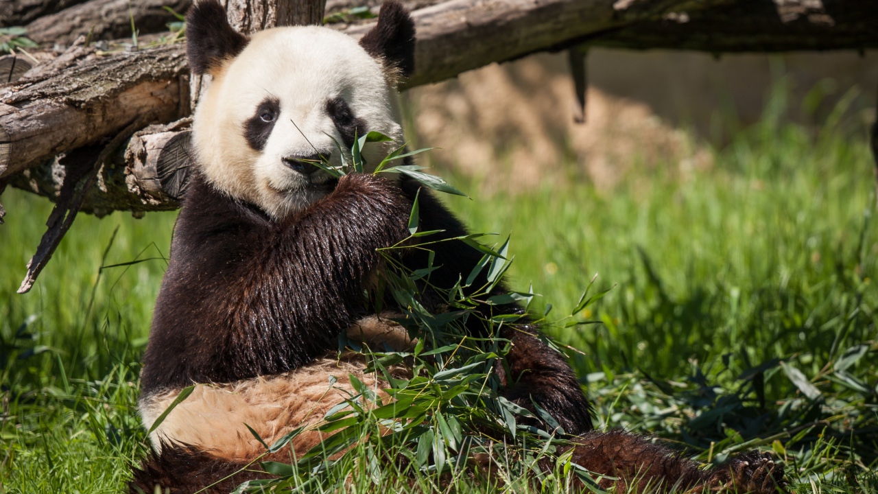 A wet panda bear eats green leaves